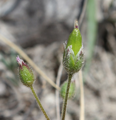 Holosteum glutinosum
