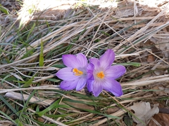 Crocus neglectus