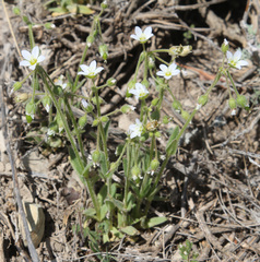Holosteum glutinosum