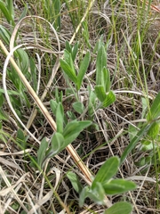 Symphyotrichum sericeum