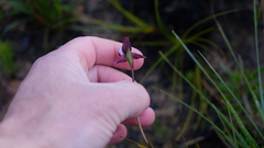 Disperis capensis