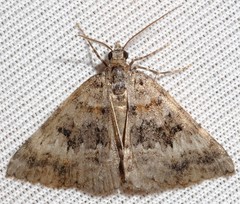 Dichromodes longidens