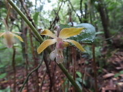 Calanthe graciliflora