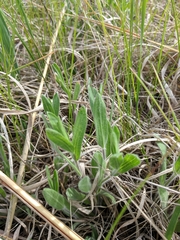 Symphyotrichum sericeum