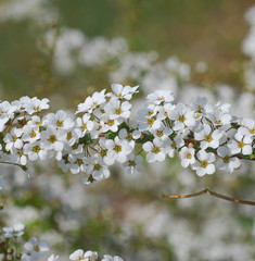 Spiraea prunifolia