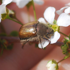 Scarabaeidae