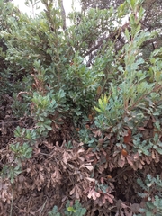 Banksia quercifolia