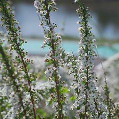 Spiraea prunifolia