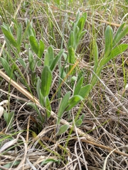 Symphyotrichum sericeum