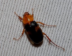 Phyllotocus bimaculatus