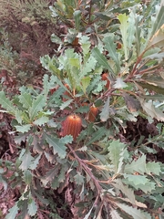 Banksia quercifolia