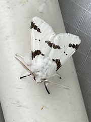 Euerythra trimaculata