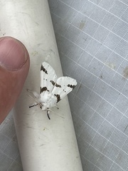 Euerythra trimaculata