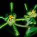 Sigesbeckia orientalis - Photo Ningún derecho reservado, uploaded by Peter de Lange