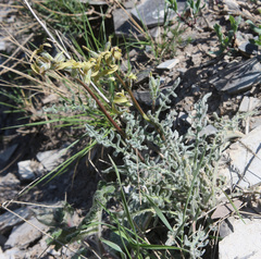 Matthiola daghestanica