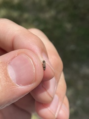 Agrilus lecontei celticola