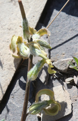 Matthiola daghestanica