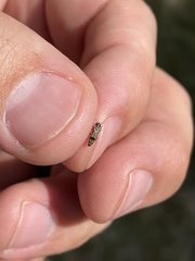 Agrilus lecontei celticola