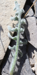 Matthiola daghestanica