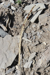 Matthiola daghestanica