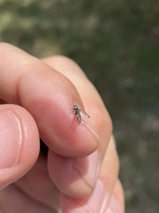 Agrilus lecontei celticola