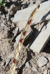 Matthiola daghestanica