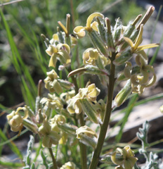 Matthiola daghestanica