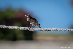 Haemorhous mexicanus