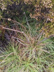 Dasypogon