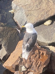 Larus dominicanus