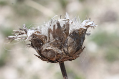 Rhaponticoides razdorskyi