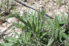 Rhaponticoides razdorskyi