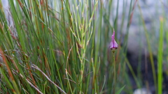 Disperis capensis