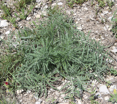 Rhaponticoides razdorskyi