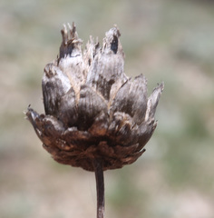 Rhaponticoides razdorskyi