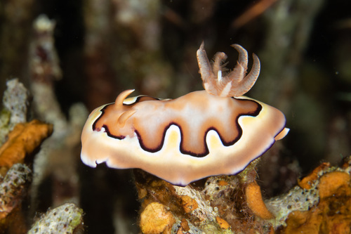 Photo of Co's goniobranchus (Goniobranchus coi)