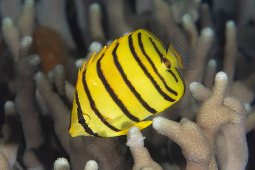 Eight banded butterfly fish (Chaetodon octofasciatus) — Chaetodontidae