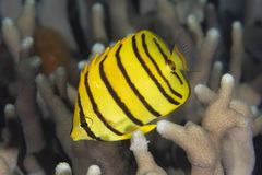 Eightband Butterflyfish