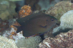 Pomacentrus burroughi