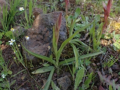 Serapias politisii
