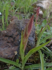 Serapias politisii