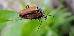 Cantharis palliata