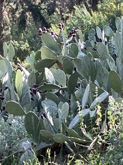 Opuntia anahuacensis