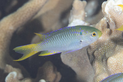 Neopomacentrus nemurus