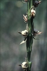 Prasophyllum australe