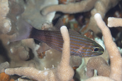 Cheilodipterus artus