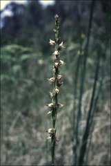 Prasophyllum australe