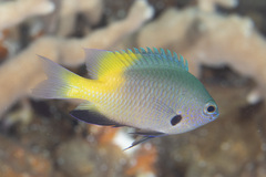 Pomacentrus nigromanus