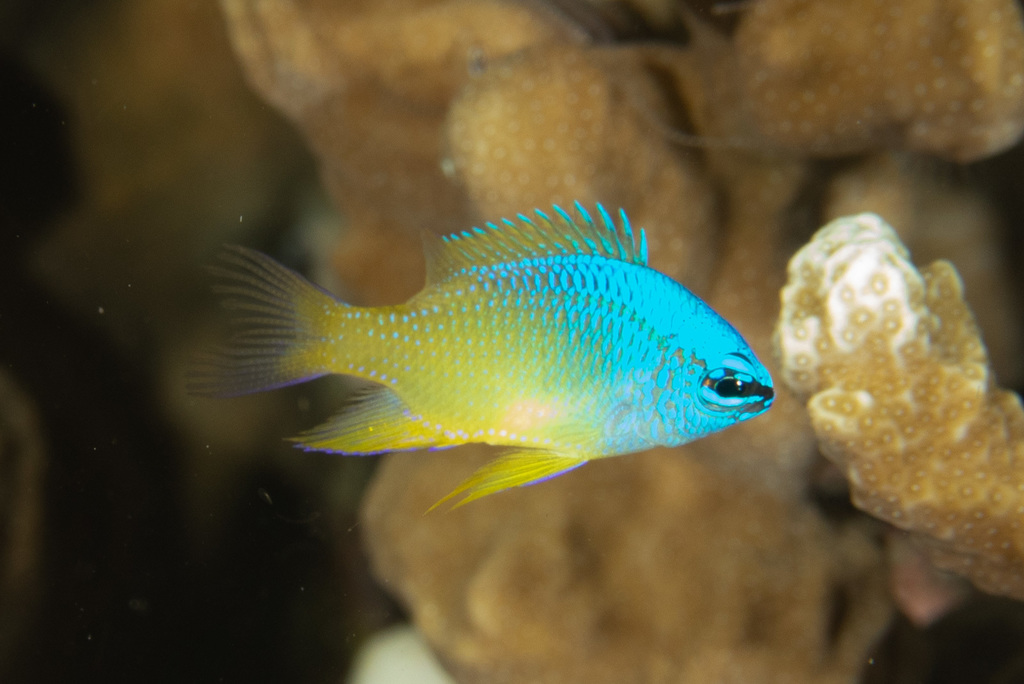 Blauwgespikkelde juffer (Chrysiptera oxycephala) — Pomacentridae