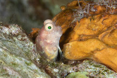 Salarias segmentatus